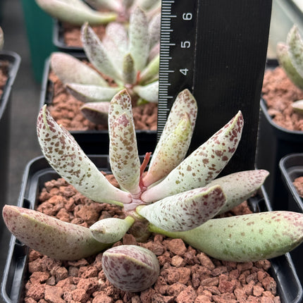 Adromischus filicaulis spp. filicaulis