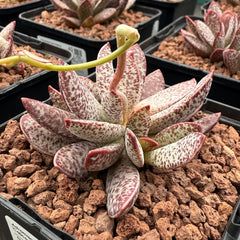 Collection image for: ADROMISCHUS