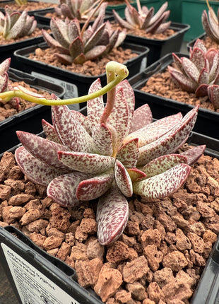 Adromischus tryginus "Kalikoherz" 'S'