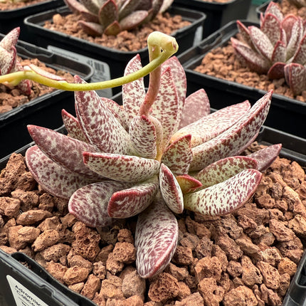 Adromischus tryginus "Kalikoherz" 'S'