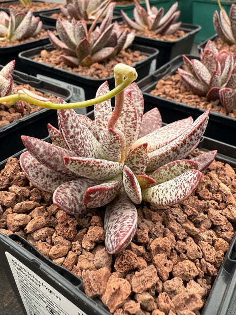 Adromischus tryginus "Kalikoherz" 'S'