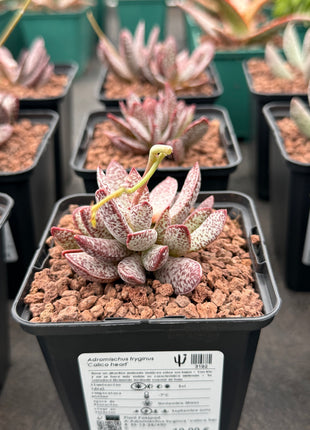 Adromischus tryginus "Kalikoherz" 'S'