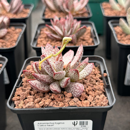 Adromischus tryginus "Kalikoherz" 'S'