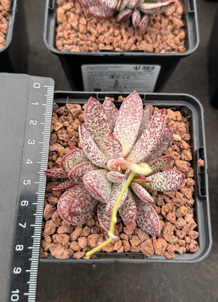 Adromischus tryginus "Kalikoherz" 'S'