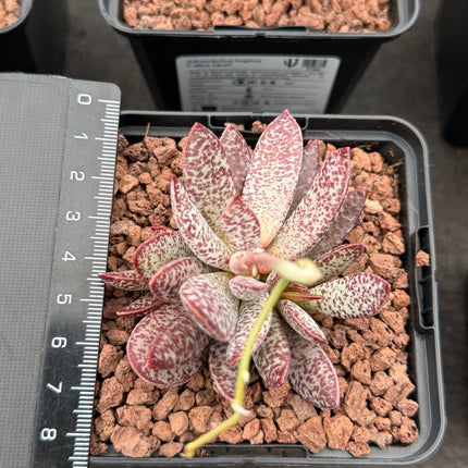 Adromischus tryginus "Kalikoherz" 'S'