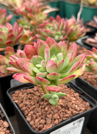 Echeveria 'Mini-belle'