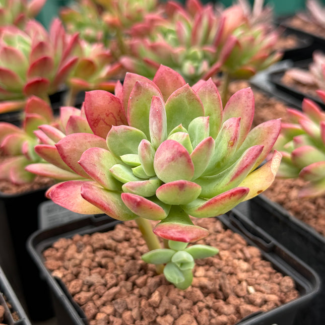 Echeveria ‘Mini-belle’