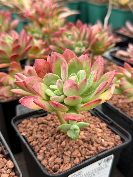 Echeveria ‘Mini-belle’