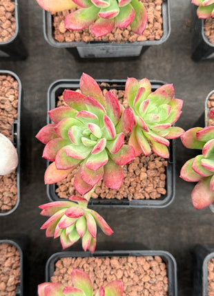 Echeveria 'Mini-belle'