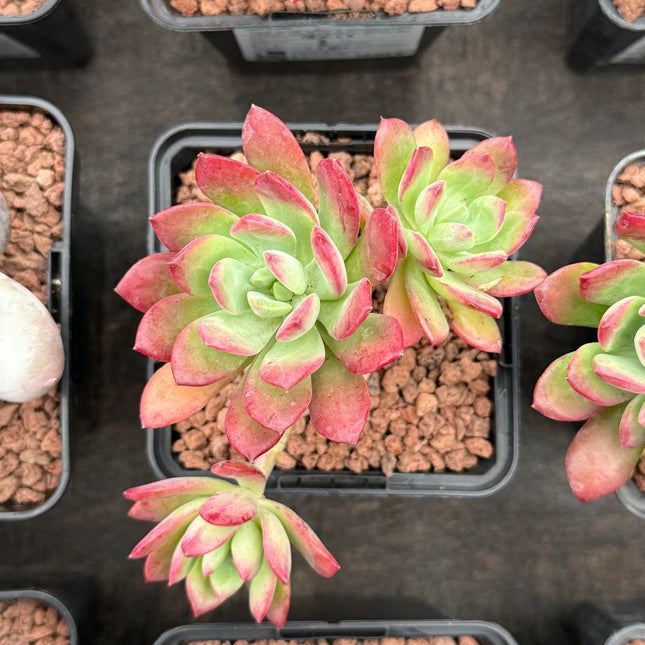 Echeveria ‘Mini-belle’