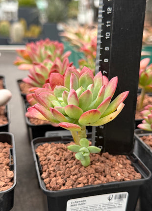 Echeveria 'Mini-belle'