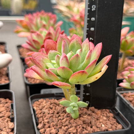 Echeveria ‘Mini-belle’