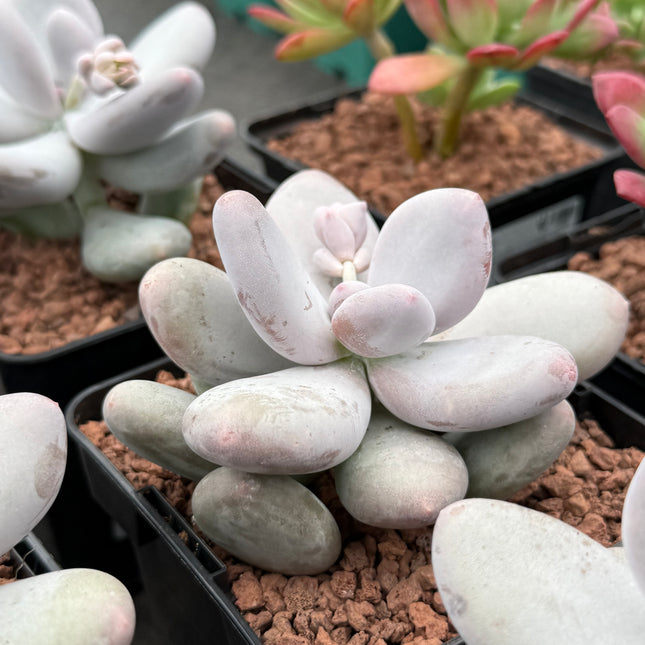 Pachyphytum oviferum