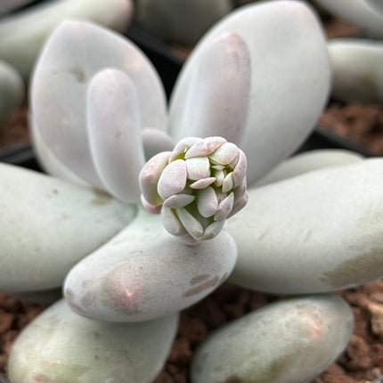Pachyphytum oviferum