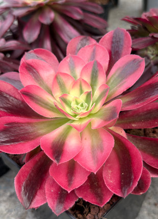 Aeonium ‘Pink Witch’