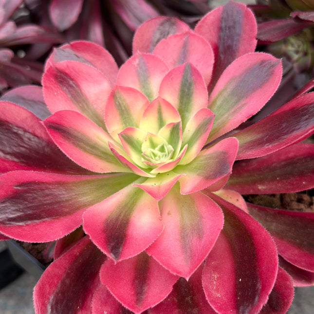 Aeonium ‘Pink Witch’