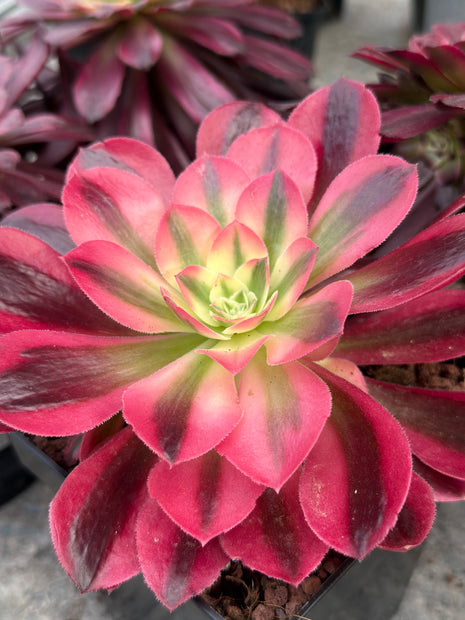 Aeonium ‘Pink Witch’