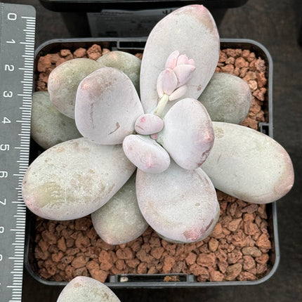 Pachyphytum oviferum