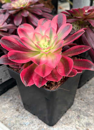 Aeonium ‘Pink Witch’