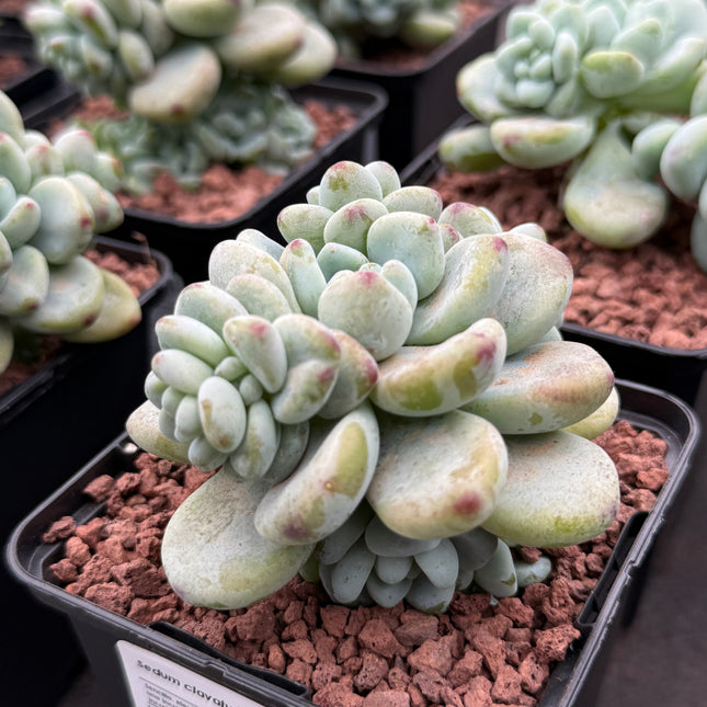 Sedum clavatum
