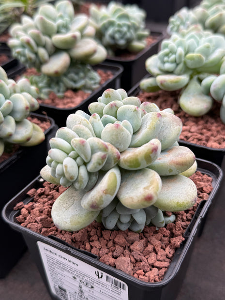 Sedum clavatum