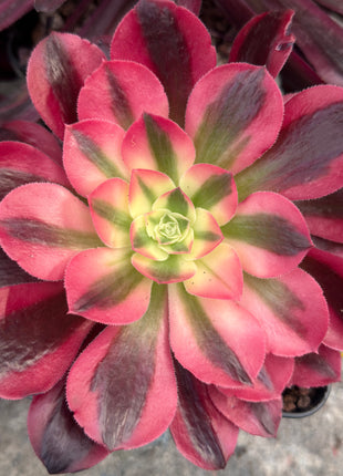Aeonium ‘Pink Witch’