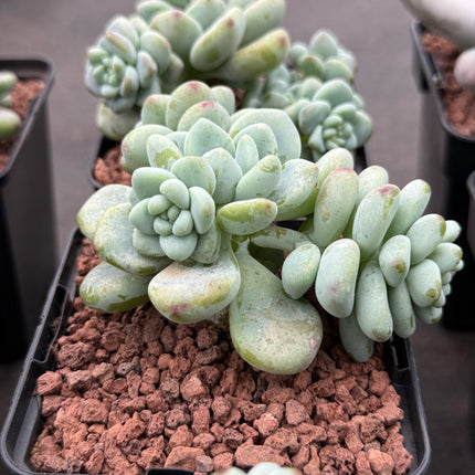Sedum clavatum