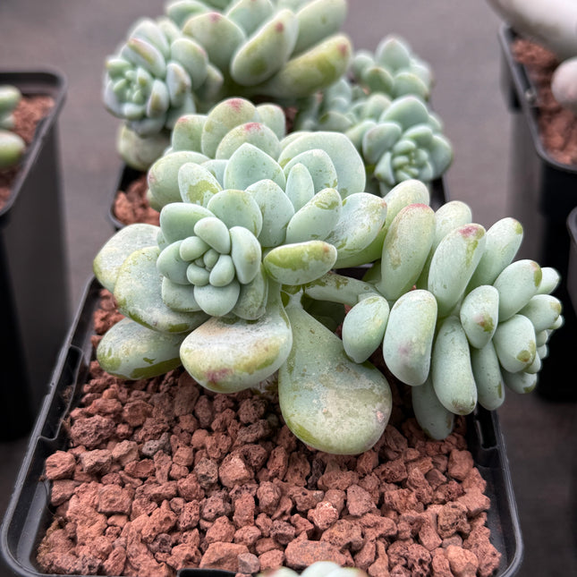 Sedum clavatum