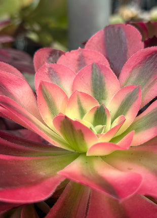 Aeonium ‘Pink Witch’