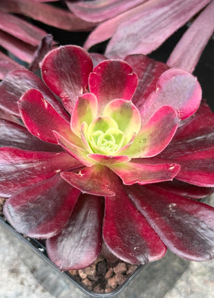 Aeonium ‘Medusa’