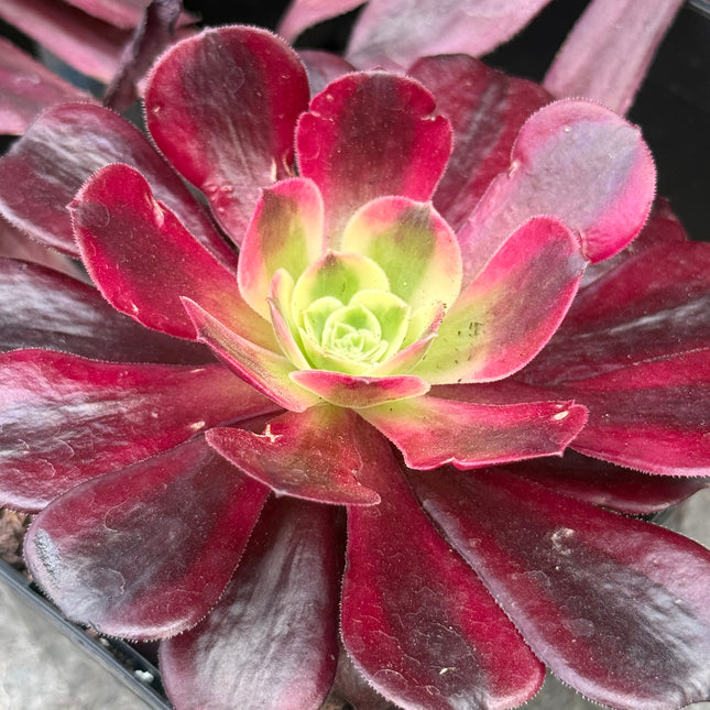 Aeonium ‘Medusa’