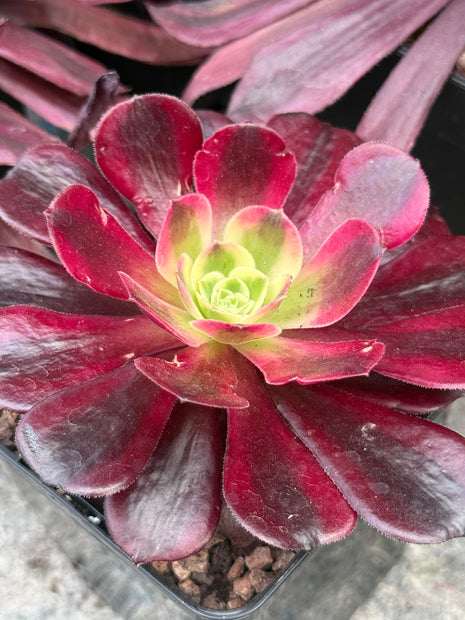 Aeonium ‘Medusa’