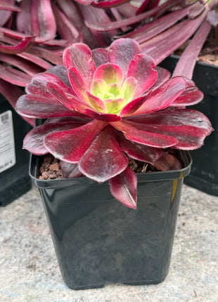 Aeonium ‘Medusa’