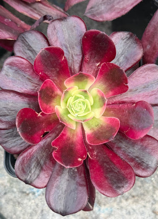 Aeonium ‘Medusa’