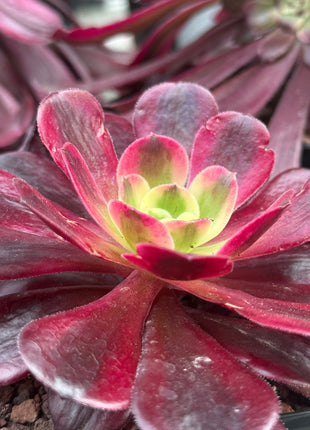 Aeonium ‘Medusa’
