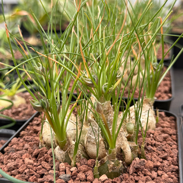 Albuca humilis