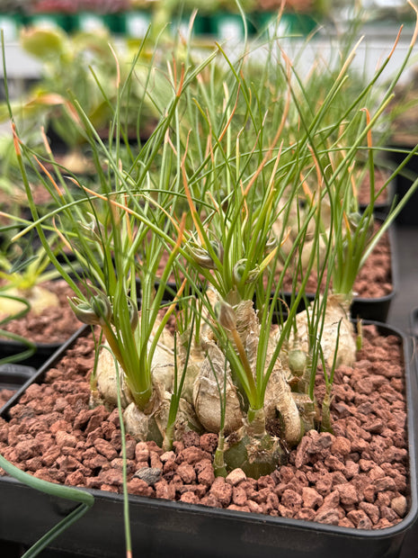 Albuca humilis