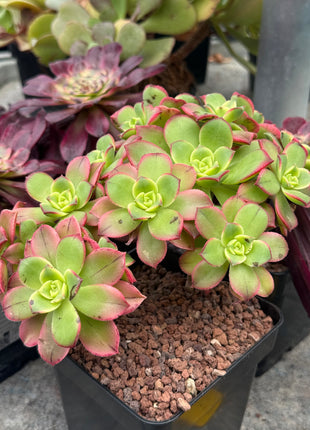 Aeonium haworthii ‘kiwi’