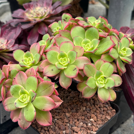 Aeonium haworthii ‘kiwi’