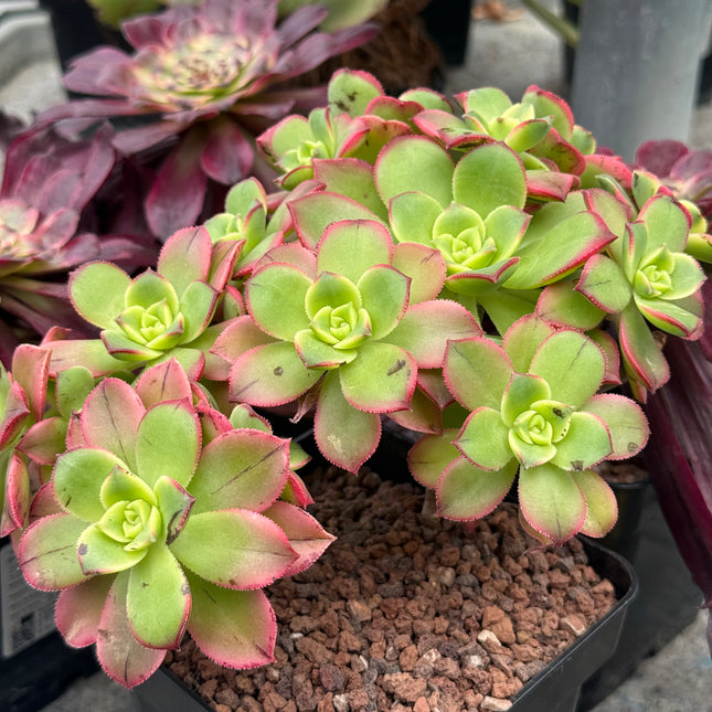 Aeonium haworthii ‘kiwi’