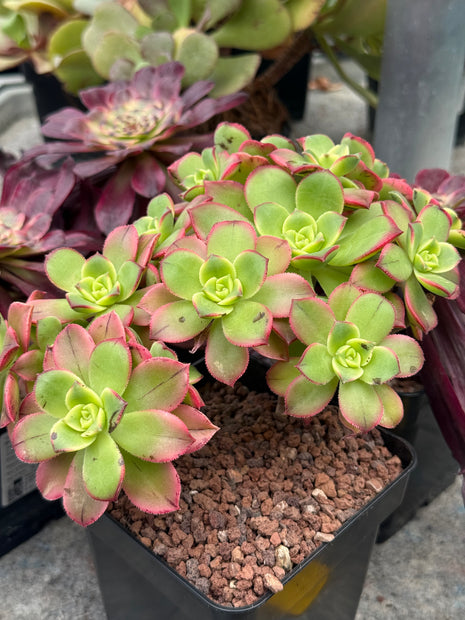 Aeonium haworthii ‘kiwi’