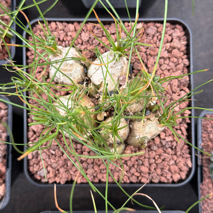 Albuca humilis