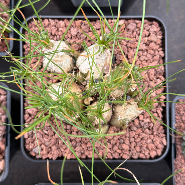 Albuca humilis