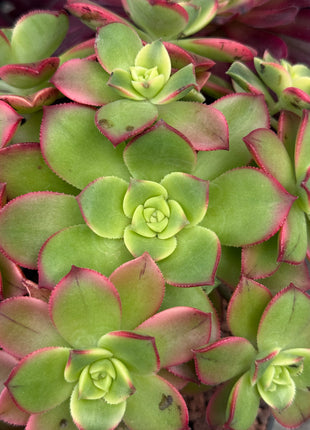 Aeonium haworthii ‘kiwi’