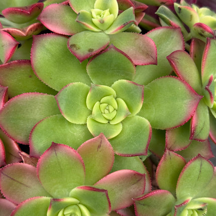 Aeonium haworthii ‘kiwi’