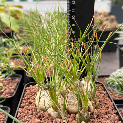 Albuca humilis