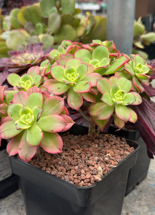 Aeonium haworthii ‘kiwi’