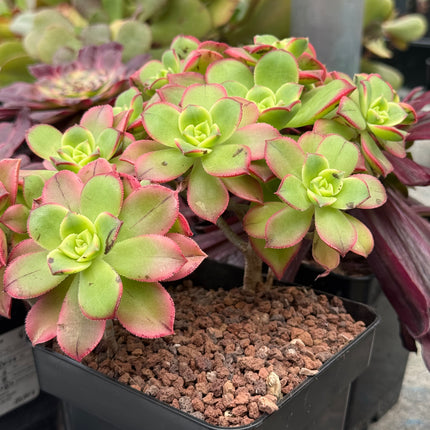 Aeonium haworthii ‘kiwi’