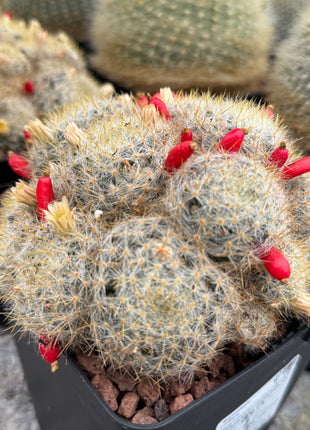 Mammillaria prolifera