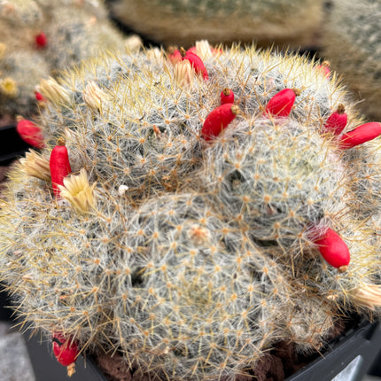 Mammillaria prolifera